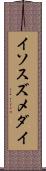 イソスズメダイ Scroll
