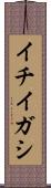 イチイガシ Scroll