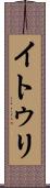 イトゥリ Scroll