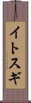 イトスギ Scroll