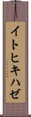イトヒキハゼ Scroll