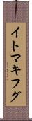 イトマキフグ Scroll