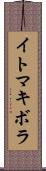 イトマキボラ Scroll