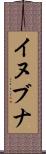 イヌブナ Scroll