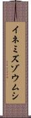 イネミズゾウムシ Scroll