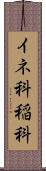 イネ科 Scroll