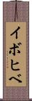 イボヒベ Scroll