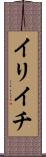イリイチ Scroll
