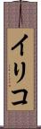 イリコ Scroll