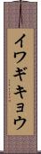 イワギキョウ Scroll