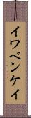 イワベンケイ Scroll