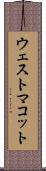 ウェストマコット Scroll