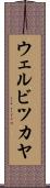 ウェルビツカヤ Scroll