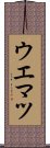 ウエマツ Scroll