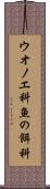 ウオノエ科 Scroll