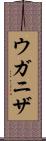 ウガニザ Scroll