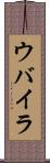 ウバイラ Scroll