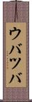 ウバツバ Scroll