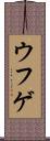 ウフゲ Scroll