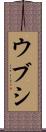 ウブシ Scroll