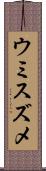 ウミスズメ Scroll
