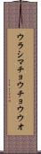ウラシマチョウチョウウオ Scroll