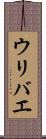 ウリバエ Scroll