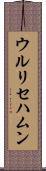 ウルリセハムン Scroll
