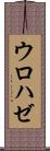 ウロハゼ Scroll
