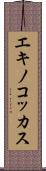 エキノコッカス Scroll