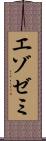 エゾゼミ Scroll