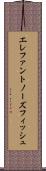 エレファントノーズフィッシュ Scroll