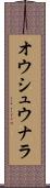 オウシュウナラ Scroll