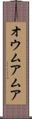 オウムアムア Scroll