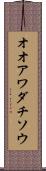 オオアワダチソウ Scroll