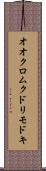 オオクロムクドリモドキ Scroll