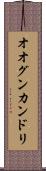 オオグンカンドリ Scroll