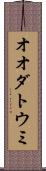 オオダトウミ Scroll