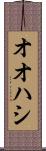 オオハシ Scroll