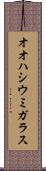 オオハシウミガラス Scroll