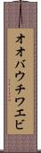 オオバウチワエビ Scroll