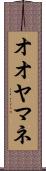 オオヤマネ Scroll