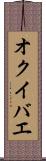 オクイバエ Scroll