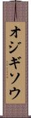 オジギソウ Scroll