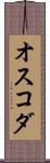 オスコダ Scroll