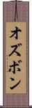 オズボン Scroll