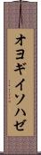 オヨギイソハゼ Scroll