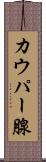 カウパー腺 Scroll