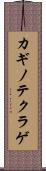 カギノテクラゲ Scroll