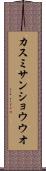 カスミサンショウウオ Scroll